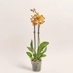 Зображення товару Фаленопсис "Папагайо" 2ст., артикул: 52070