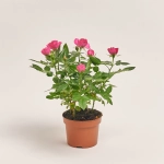 Зображення товару Троянда мікс, артикул: 1294