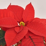 Зображення товару Пуансетія Крісмас Ред, артикул: 53966