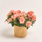 Зображення товару Азалія мікс в кер., артикул: 53757