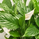 Зображення товару Спатифіллум Шопен, артикул: 56281