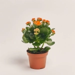 Зображення товару Каланхоє мікс, артикул: 18482