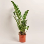 Зображення товару Заміокулькас 6ст., артикул: 51744