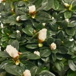 Зображення товару Азалія мікс, артикул: 54060