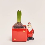 Зображення товару Гіацинт мікс в кер., артикул: 53599