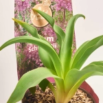 Зображення товару Алліум мікс, артикул: 57096