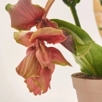 Зображення товару Медініла Дольче Росса, артикул: 1272