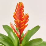 Зображення товару Врієзія Спаркл, артикул: 47537