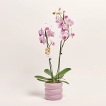 Зображення товару Фаленопсис та Кашпо Сет 347, артикул: 56293