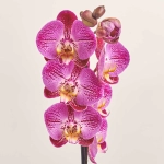 Зображення товару Фаленопсис 1ст. мікс, артикул: 18850