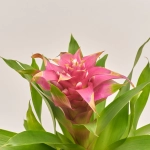 Зображення товару Гузманія Вікторі в кер., артикул: 54546