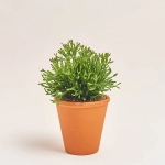 Зображення товару Рипсаліс мікс у глин. горщику, артикул: 51627