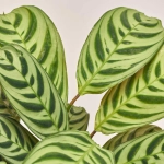 Зображення товару Калатея мікс, артикул: 18458