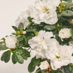 Зображення товару Азалія мікс, артикул: 25143