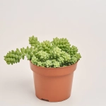 Зображення товару Сукулент мікс, артикул: 2084