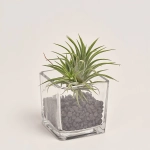 Зображення товару Тілландсія Іонанта Грін у склі, артикул: 54123