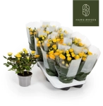 Зображення товару Троянда Кордана Лімба, артикул: 57223