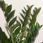 Зображення товару Заміокулькас Супер Нова 10ст., артикул: 55223