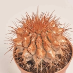 Зображення товару Ехінокактус Рейнбов новорічний мікс, артикул: 53636