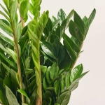 Зображення товару Заміокулькас 8ст., артикул: 21504