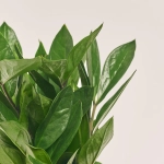 Зображення товару Заміокулькас 4ст., артикул: 53920