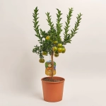 Зображення товару Цитрофортунелла Чінотто мандарин, артикул: 54300