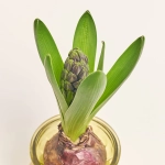 Зображення товару Гіацинт мікс у склі, артикул: 56440