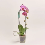 Зображення товару Фаленопсис каскад "Флоу Сакріфай" 1ст., артикул: 55440