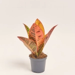 Зображення товару Кротон Петра, артикул: 51788