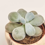 Зображення товару Сукулент мікс "Хелловін", артикул: 52536