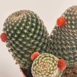 Зображення товару Кактус з квітами, артикул: 53634