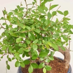 Зображення товару Бонсай в кераміці, артикул: 1330