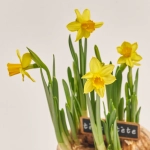 Зображення товару Нарцис Тет-а-Тет в кер., артикул: 55514