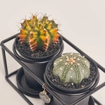 Зображення товару Кактус Дуо "Дизайн Флейм" в метал. рамці, артикул: 54951