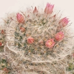 Зображення товару Сет LEGO та Кактус з квітами, артикул: 57026