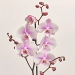 Зображення товару Фаленопсис 1ст. мікс, артикул: 17941