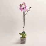 Зображення товару Фаленопсис 1ст. мікс, артикул: 18850