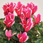 Зображення товару Цикламен XL мікс, артикул: 2671