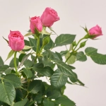 Зображення товару Троянда мікс, артикул: 1293