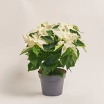 Зображення товару Пуансетія мікс, артикул: 53273