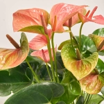 Зображення товару Антуріум Світ Дрім, артикул: 52501