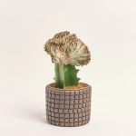 Зображення товару Еуфорбія Крістата мікс в кер., артикул: 35951