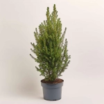 Зображення товару Ялина Десембер, артикул: 54174