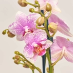 Зображення товару Фаленопсис "Ротердам" 3ст., артикул: 51626