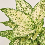 Зображення товару Аглаонема Вайт Ківі, артикул: 51795