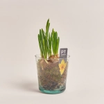 Зображення товару Нарцис Тет-а-Тет у склі, артикул: 46213