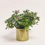 Зображення товару Азалія мікс в кер., артикул: 53757