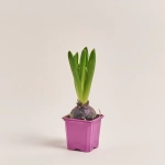 Зображення товару Гіацинт мікс, артикул: 23749