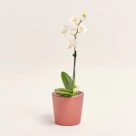 Зображення товару Фаленопсис міні 1ст. в кер., артикул: 50231