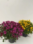Зображення товару Хризантема укр. мікс d17 (50-60), артикул: 52908